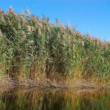 Image result for Phragmites australis