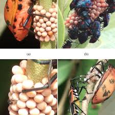 Its official name is murgantia histrionica (hahn). Pdf Maternal Care Behaviour And Kin Discrimination In The Subsocial Bug Tectocoris Diophthalmus Hemiptera Scutelleridae