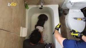 If the trip lever in your bathtub seems stuck, remove the overflow plate to check the linkage found behind the bathtub wall. Dog Rescued From Bathtub After Getting Paw Trapped In Drain Video Dailymotion