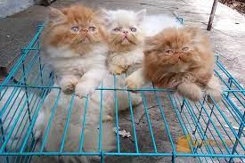 Ketika anda berencana ingin memiliki salah satunya, hal utama yang harus di ketahui adalah harga. Kucing Kitten Persia Longhair Peaknose Dan Flatnose Kota Bandar Lampung Bandar Lampung Jualo