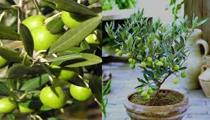 Keterangan zaitun adalah nama populer untuk anak perempuan. Adopsi Pohon Zaitun Selamatkan Desa Hampir Punah Di Spanyol