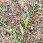 Image result for Polygala sphenoptera