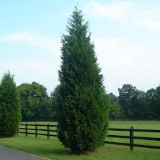 Rule #1 (the golden one): Cypress Tree Facts Types Identification Diseases Pictures