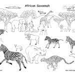 Amazon rainforest and wildlife (labeled) american desert animals; Habitats Biomes Coloring Nature