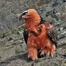 See more of lammergier global limited on facebook. Gypaetus Barbatus Lammergier Gipeto Barbato Barbuto
