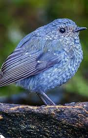 Puffy Speckled Blue Bird Pet Birds Best Pet Birds Animals Beautiful
