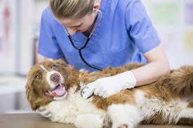 It turns out a multimodal treatment plan is the best way to help relieve stress on your dog's joints, instead of one single magic pill. Are Animal Medications Safe For Humans To Take