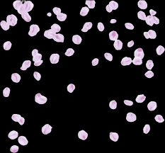Check spelling or type a new query. Download Hd Background Transparent Png Sakura Petals Hd Cherry Blossom Petals Falling Transparent Png Image Nicepng Com