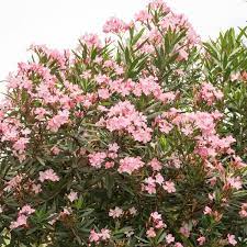 Maybe you would like to learn more about one of these? Plantes D Exterieur Sans Arrosage 15 Photos Pour Faire Votre Choix Cote Maison