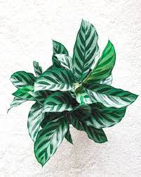 Calathea Concinna Plants Indoor Outdoor Plants Outdoor Plants