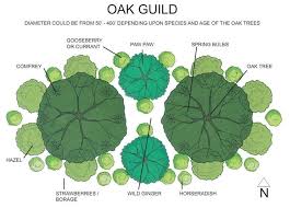 Most of us know them in simplified forms such as the three sisters—corn, beans and squash—or companion plantings like carrots and onions or. Designing A Fruit Tree Guild Lakeside Community Garden