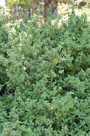 Image result for Barleria obtusa