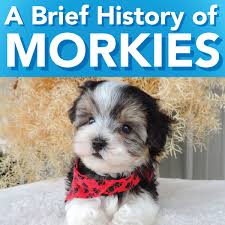 Check spelling or type a new query. Contented Puppies Paradise Home