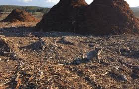 This Heartbreaking Photo Shows The Devastating Effect Deforestation Has On Wildlife Animal Activism Australian Wildlife Wildlife