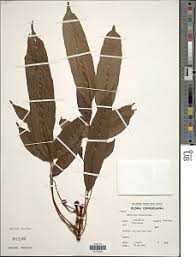 Image result for Lomariopsis warneckei