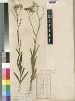 Image result for Senecio serratuloides