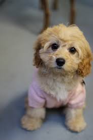 Breeding, showing and caring for dogs. Cavoodle Dogs For Adoption