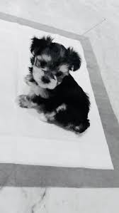 The shorkie mix is from a yorkie and shihtzu mix breeding. Morkie Puppies For Sale Miami Fl 278398 Petzlover