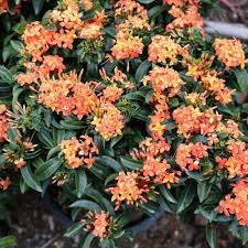 Image result for Ixora laurentii