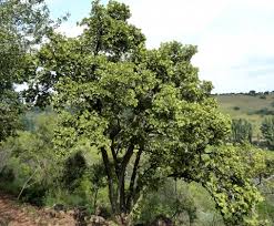 Image result for Dombeya torrida