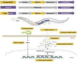 Immune and xenobiotic response crosstalk to chemical exposure by PA01  infection in the nematode Caenorhabditis elegans