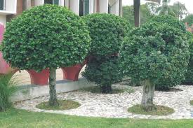 Image result for Fuirena microcarpa
