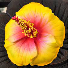 Maybe you would like to learn more about one of these? Flowers Artificial Hibiscus Yellow Buy Cheap And Easy