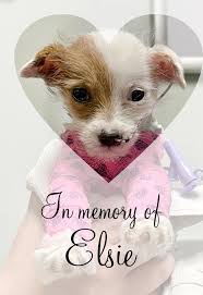 Run free ELSIE 😢💔🙏🌈 Elsie's story  https://www.facebook.com/story.php?story_fbid=785063633669501&id=100064976130407&mibextid=WC7FN 