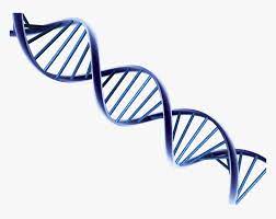 Large collections of hd transparent dna png images for free download. Dna Png Transparent Png Transparent Png Image Pngitem