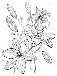 The original format for whitepages was a p. Lily Flowers Coloring Book Vector Illustration Royalty Free Cliparts Vectors And Stock Illustration Image 70734103