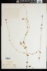 Image result for Crepidorhopalon goetzei