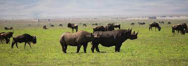 Is safari better in kenya or tanzania? Is Kenya Or Tanzania Better For A Safari