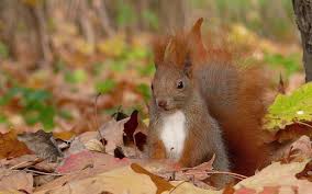 Content Warning Squirrel Pictures Cute Squirrel Animals