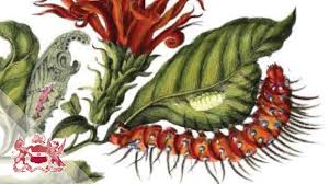 Maybe you would like to learn more about one of these? Maria Sibylla Merian Botanical Art Artists