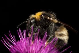Image result for Bombus norvegicus