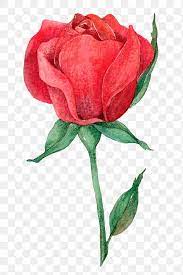 Png Red Rose Vintage Clipart Watercolor Style Free Image By Rawpixel Com Boom Rose Clipart Red Rose Flower Red Roses