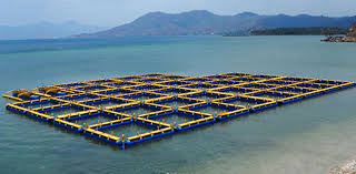 Keramba Jaring Apung Kja Untuk Budi Daya Ikan Nelayan