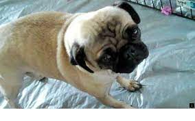 Discover More About Pugs For Adoption Near Me Just Click On The Link For More Enjoy The Website Pugs For Adoption Pug Puppies Losing A Dog