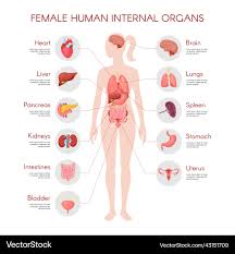 Image result for internal organs