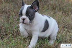 Đây là một giống chó có nguồn gốc từ pháp. Ban Cho Bull Phap French Bulldog Thuáº§n Chá»§ng Tung Lá»™c Pet