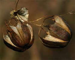 Image result for Aristolochia albida
