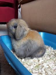Can rabbits be potty trained? Litter Train Rabbit In Cage Online
