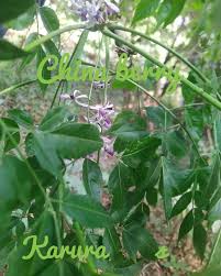 Image result for Suregada procera