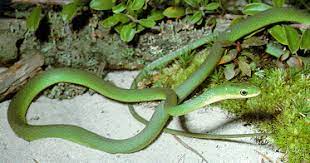 Freedomfaerie Green Snake Snake Green