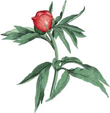 Casey Solis and Emannuel Argumedo's Wedding Website