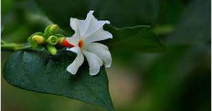 Why The Parijat Flower Blooms Only At Night Fragrant Flowers Flowers Photography Flower Aesthetic