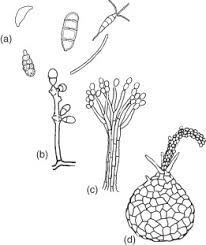 Image result for Monothecium