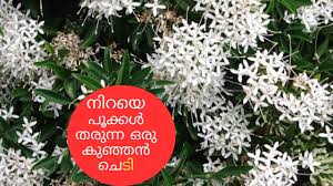 Image result for Pavetta zeyheri