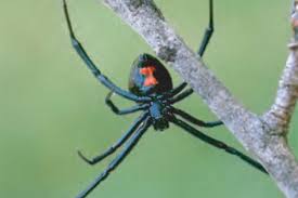 Typically, they don't come indoors because there isn't a ready food source, but they do sometimes occur near windows or toilets. Animal Facts Black Widow Spider Canadian Geographic