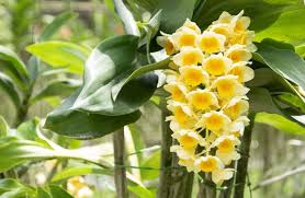 Transduksi adalah cara peindahan m dna dari satu sel ke dalam sel lainnya melalui perantaraan fage. Anggrek Dendrobium Jenis Cara Berkembang Biak Dan Perawatanya